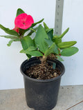 Euphorbia Milii CHOMPO SETHEE Super Giant Crown of Thorns Corona de Cristo