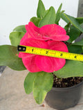 Euphorbia Milii CHOMPO SETHEE Super Giant Crown of Thorns Corona de Cristo