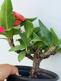 Euphorbia Milii CHOMPO SETHEE Super Giant Crown of Thorns Corona de Cristo
