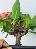 Euphorbia Milii CHOMPO SETHEE Super Giant Crown of Thorns Corona de Cristo