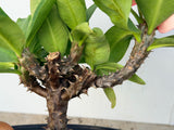 Euphorbia Milii CHOMPO SETHEE Super Giant Crown of Thorns Corona de Cristo