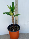 Euphorbia Milii HWAN CHAI Crown Of Thorns  Corona de Cristo