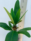Euphorbia Milii HWAN CHAI Crown Of Thorns  Corona de Cristo