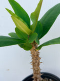 Euphorbia Milii HWAN CHAI Crown Of Thorns  Corona de Cristo