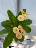 Euhorbia Milii VANILLA DELIGHT Crown Of Thorns Corona de Cristo