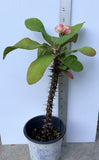 Euphorbia Milii PINK BUBBLES Crown of Thorns Corona De Cristo Cactus Plant Thai Hybrid