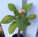 Euphorbia Milii PINK BUBBLES Crown of Thorns Corona De Cristo Cactus Plant Thai Hybrid