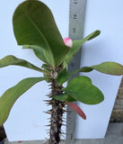 Euphorbia Milii PINK BUBBLES Crown of Thorns Corona De Cristo Cactus Plant Thai Hybrid