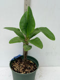 Euphorbia Milii SETHEE MUEANG CHAN Crown of Thorns Corona de Cristo Gigantic Flowers