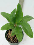 Euphorbia Milii SETHEE MUEANG CHAN Crown of Thorns Corona de Cristo Gigantic Flowers