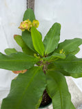 Euphorbia Milii LUCK CHAI Crown Of Thorns Corona de Cristo Rare