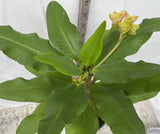 Euphorbia Milii LUCK CHAI Crown Of Thorns Corona de Cristo Rare