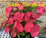 Euphorbia Milii Siam Sunshine Crown of Thorns – Starter Cutting