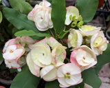 Euphorbia Milii Desiree Crown of Thorns – Starter Cutting