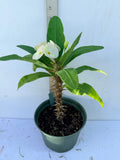 Euhorbia Milii Crown Of Thorns Premium Genetics Corona de Cristo