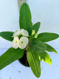 Euhorbia Milii Crown Of Thorns Premium Genetics Corona de Cristo