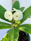 Euhorbia Milii Crown Of Thorns Premium Genetics Corona de Cristo