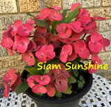 Euphorbia Milii Siam Sunshine Crown of Thorns – Starter Cutting