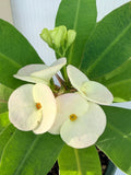 Euhorbia Milii Crown Of Thorns Premium Genetics Corona de Cristo