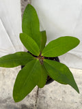 Euphorbia Milii PINK BUBBLES Crown of Thorns Corona De Cristo Cactus Plant Thai Hybrid