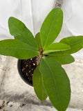 Euphorbia Milii PINK BUBBLES Crown of Thorns Corona De Cristo Cactus Plant Thai Hybrid