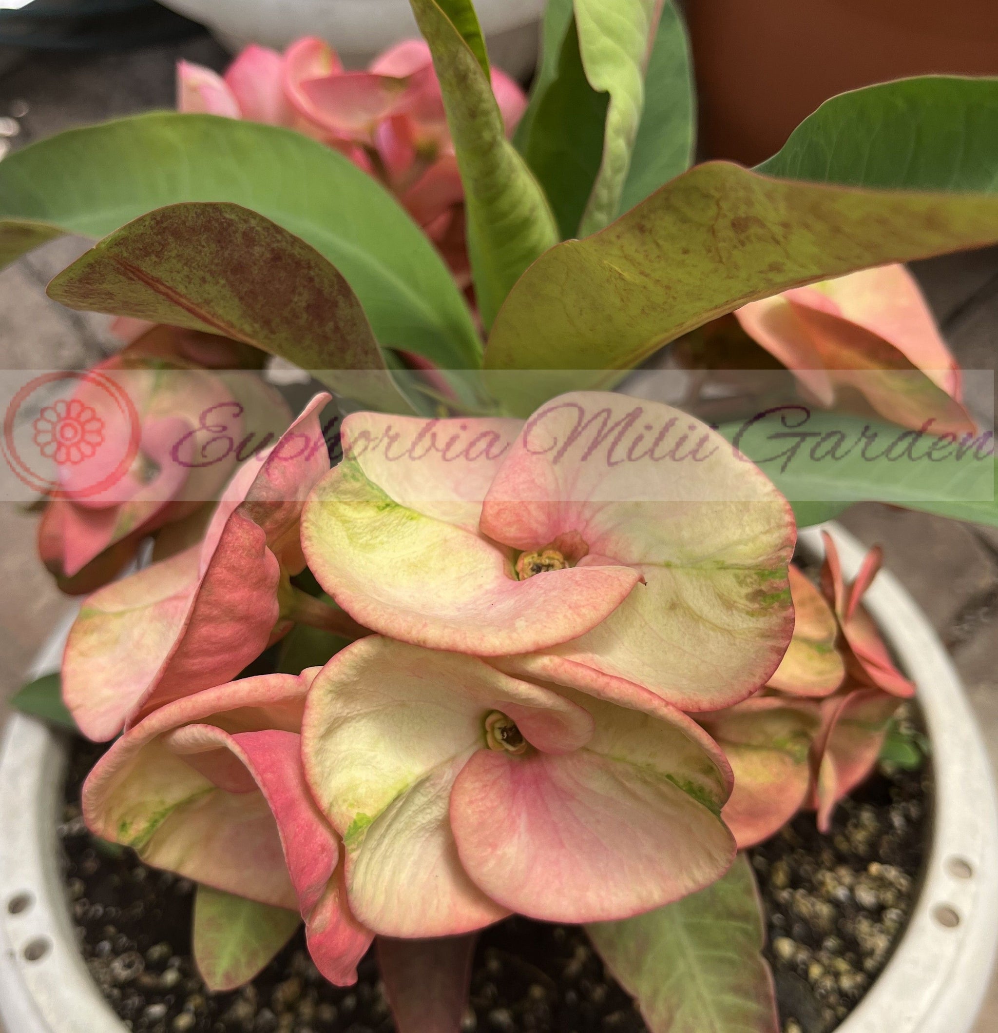 Crown Of Thorns-Euphorbia Milii Corona de Cristo Cactus Plant – Euphorbia  Milii Garden (Crown Of Thorns)