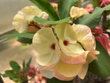 Euphorbia Milii FANBO Crown of Thorns Corona De Cristo Cactus