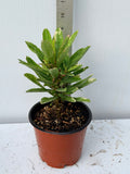 Crown of Thorns Euphorbia Milii Variegated PINK CHARM Corona de Cristo Thai Hybrid