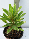 Crown of Thorns Euphorbia Milii Variegated PINK CHARM Corona de Cristo Thai Hybrid