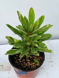 Crown of Thorns Euphorbia Milii Variegated PINK CHARM Corona de Cristo Thai Hybrid