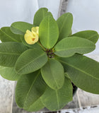 Euphorbia Milii YELLOW DELUXE Crown of Thorns  Corona de Cristo Rare Plant