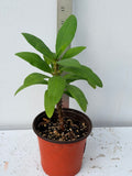 Euphorbia Milii SETHEE CHIANG MAI Crown Of Thorns  Corona de Cristo Cactus Succulents
