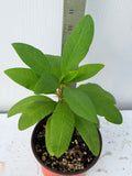 Euphorbia Milii SETHEE CHIANG MAI Crown Of Thorns  Corona de Cristo Cactus Succulents