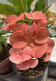 Euphorbia Milii "Cerise" Crown Of Thorns Thai Hybrid Corona de Cristo