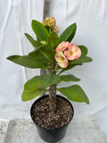 Euphorbia Milii SERENADE Crown of Thorns Corona de Cristo Giant Thai Hybrid