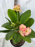 Euphorbia Milii SERENADE Crown of Thorns Corona de Cristo Giant Thai Hybrid