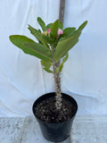 Euphorbia Milii UDOM SIN Crown of Thorns Corona de Cristo Cactus Thai Hybrid