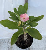 Euphorbia Milii UDOM SIN Crown of Thorns Corona de Cristo Cactus Thai Hybrid