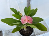 Euphorbia Milii UDOM SIN Crown of Thorns Corona de Cristo Cactus Thai Hybrid