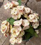 Euphorbia Milii NEVER ENDING (Love Affair) Crown of Thorns Corona De Cristo Thai Hybrid