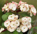 Euphorbia Milii NEVER ENDING (Love Affair) Crown of Thorns Corona De Cristo Thai Hybrid