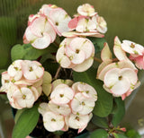 Euphorbia Milii NEVER ENDING (Love Affair) Crown of Thorns Corona De Cristo Thai Hybrid