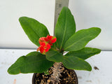 Euphorbia Milii RED MILLIONAIRE Crown of Thorns Coronas de Cristo