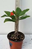 Euphorbia Milii RED MILLIONAIRE Crown of Thorns Coronas de Cristo