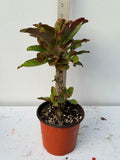 Euphorbia Milii SIAM SUNSHINE Crown of Thorns Corona De Cristo