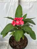 Euphorbia Milii SANHAM CHAI Crown of Thorns Corona de Cristo Rare & New