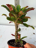 Euphorbia Milii SIAM SUNSHINE Crown of Thorns Corona De Cristo