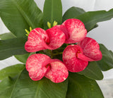 Euphorbia Milii SANHAM CHAI Crown of Thorns Corona de Cristo Rare & New