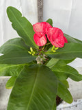 Euphorbia Milii SANHAM CHAI Crown of Thorns Corona de Cristo Rare & New