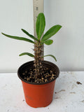 Euphorbia Milii Midori Crown of Thorns – Starter Cutting